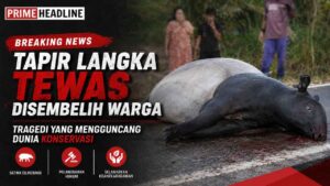 Tapir Langka Tewas Disembelih Warga, Tragedi yang Mengguncang Dunia Konservasi