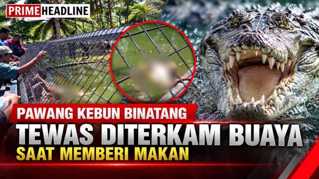 Pawang Kebun Binatang Tewas Diterkam Buaya Saat Memberi Makan
